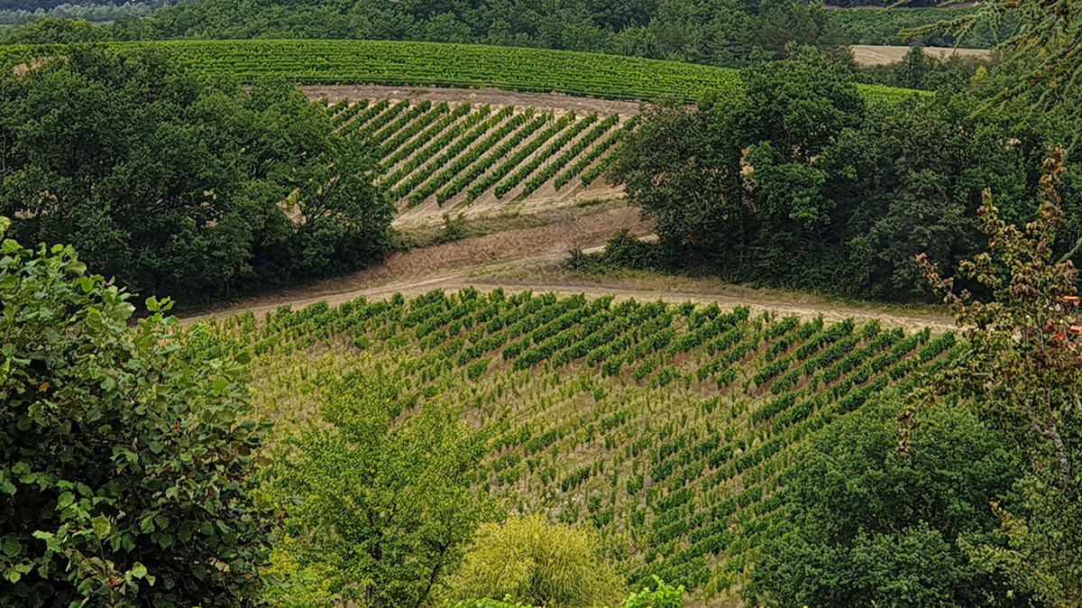 vignoble-sud-ouest